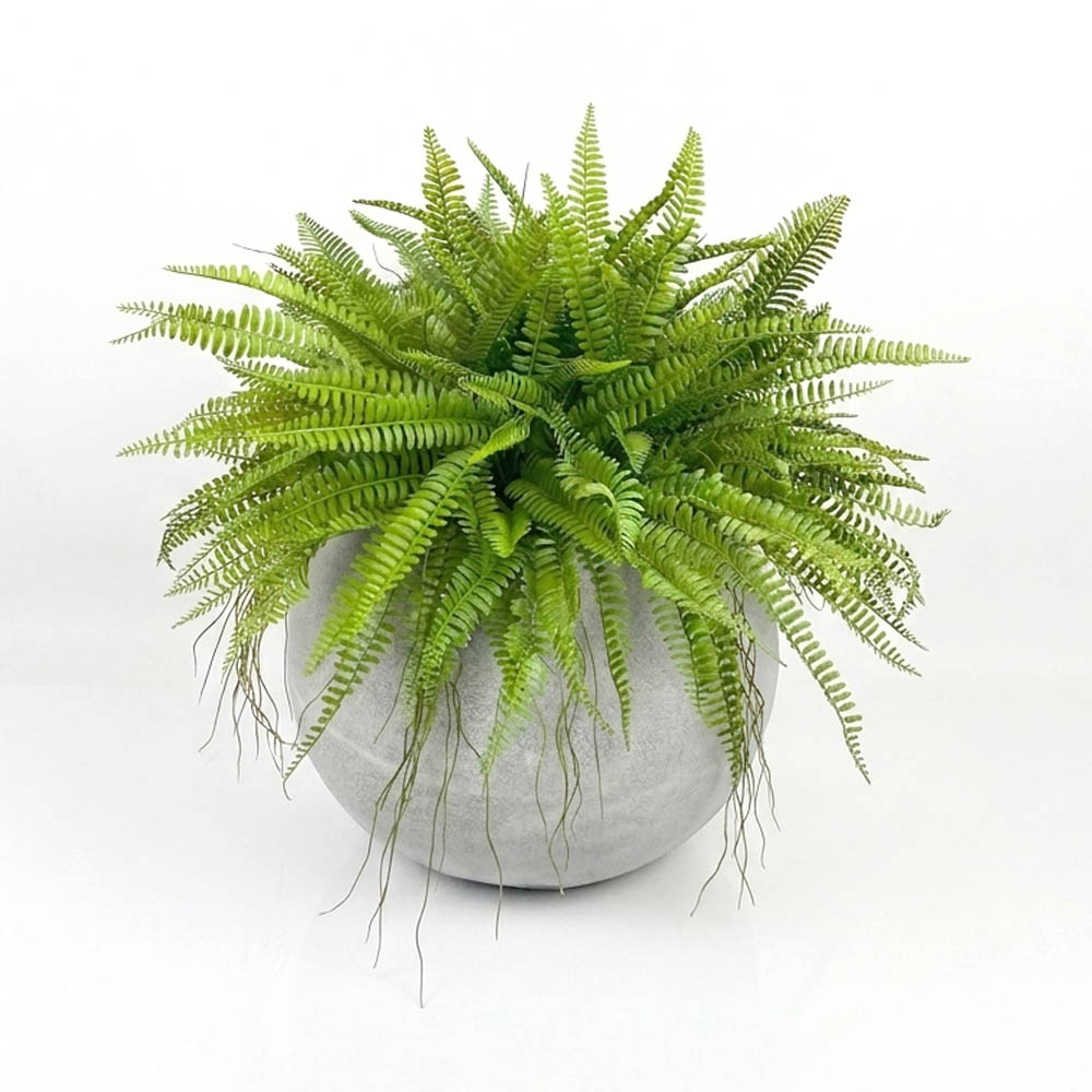 bostern-fern1